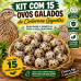 Codorna Gigante Colorida (15 Ovos Galados) Férteis