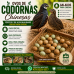Codorna Chinesinhas Que Chocam Colorida (15 Ovos Galados) Férteis